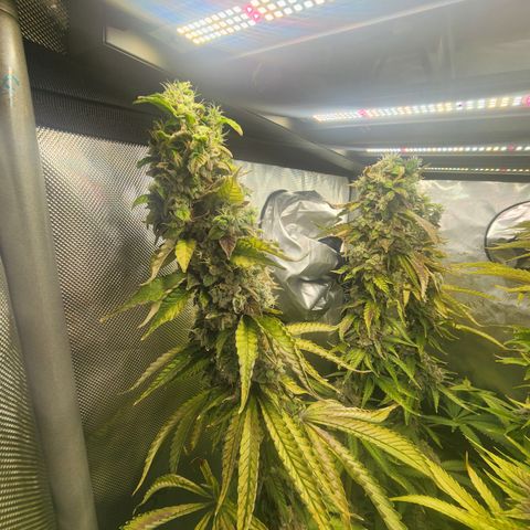 Copycat Genetics: Blueberry Pancakes growlog timeline photo