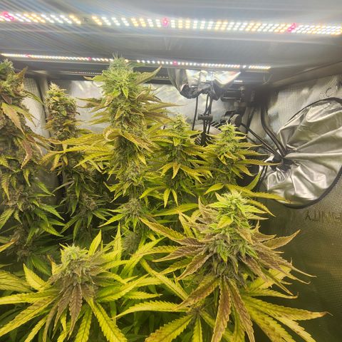 CopyCat Genetics: Peachy Queen S1 growlog timeline photo