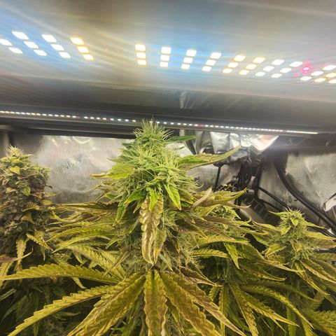 CopyCat Genetics: Peachy Queen S1 growlog timeline photo