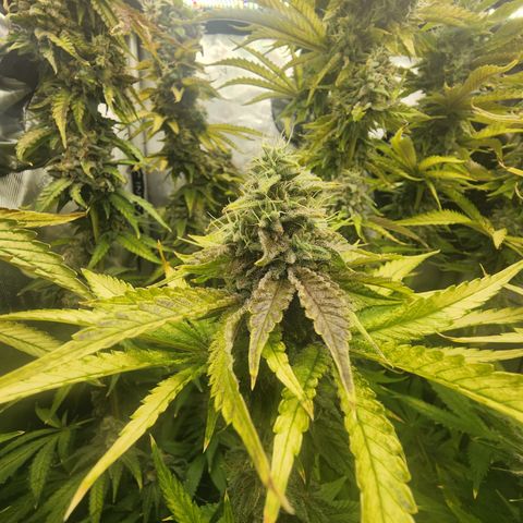 CopyCat Genetics: Peachy Queen S1 growlog timeline photo