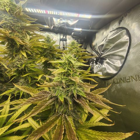 CopyCat Genetics: Peachy Queen S1 growlog timeline photo