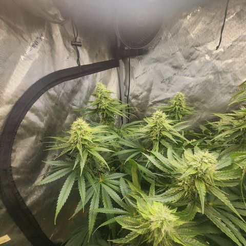 G-LICIOUS  growlog timeline photo