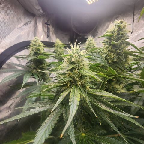 G-LICIOUS  growlog timeline photo