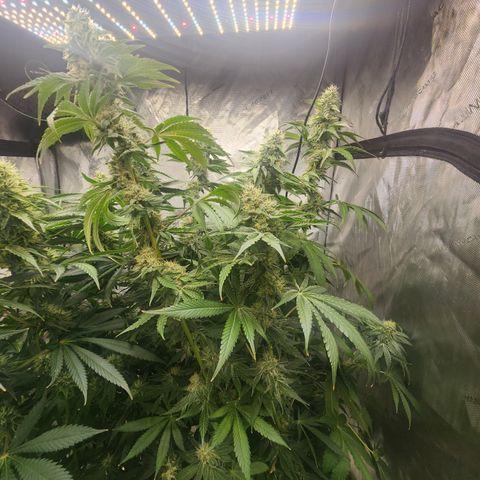 Humbolt x Phenohunter: Vanilla Frosting x Gelato growlog timeline photo