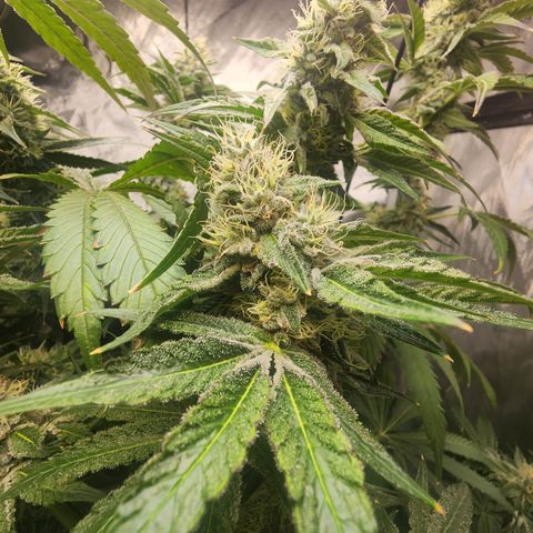 Humbolt x Phenohunter: Vanilla Frosting x Gelato growlog timeline photo