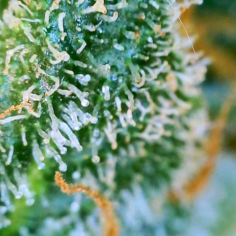 Copycat Genetics: Blueberry Pancakes growlog timeline photo