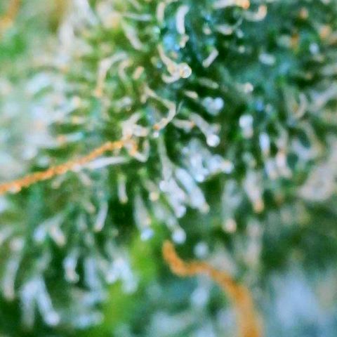Copycat Genetics: Blueberry Pancakes growlog timeline photo
