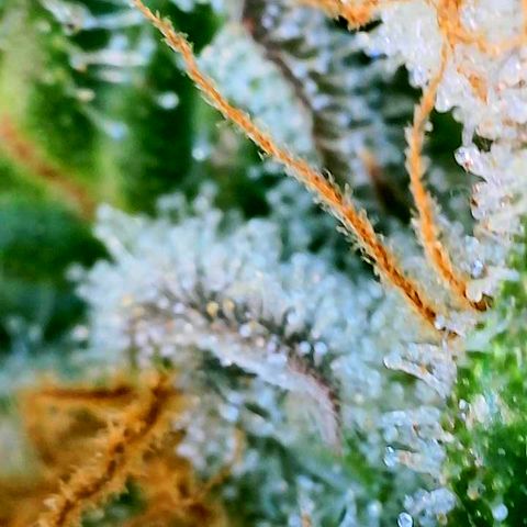 Copycat Genetics: Blueberry Pancakes growlog timeline photo