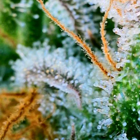 Copycat Genetics: Blueberry Pancakes growlog timeline photo
