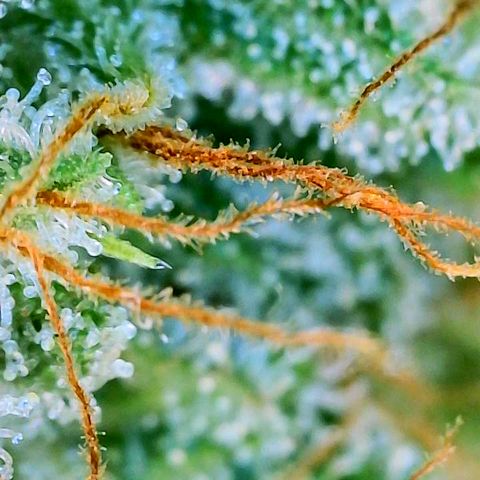 CopyCat Genetics: Peachy Queen S1 growlog timeline photo
