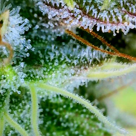 CopyCat Genetics: Peachy Queen S1 growlog timeline photo