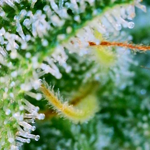 CopyCat Genetics: Peachy Queen S1 growlog timeline photo