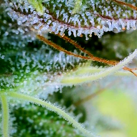 CopyCat Genetics: Peachy Queen S1 growlog timeline photo