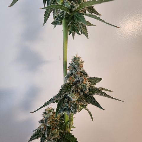 Copycat Genetics: Blueberry Pancakes growlog timeline photo