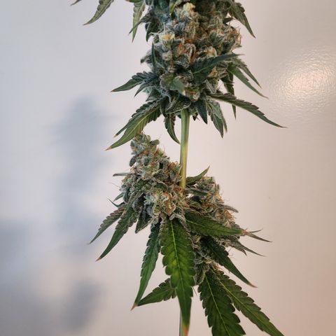 Copycat Genetics: Blueberry Pancakes growlog timeline photo