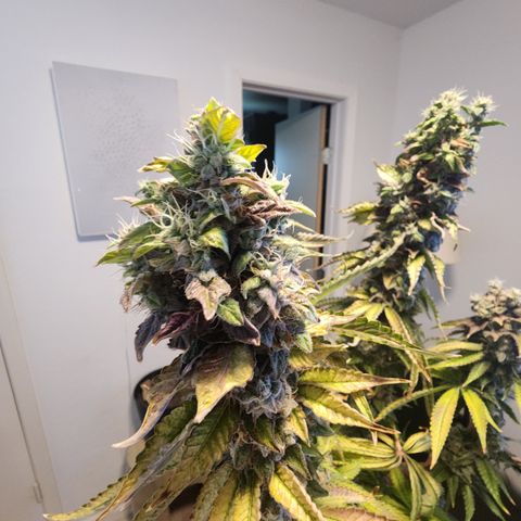 Copycat Genetics: Blueberry Pancakes growlog timeline photo