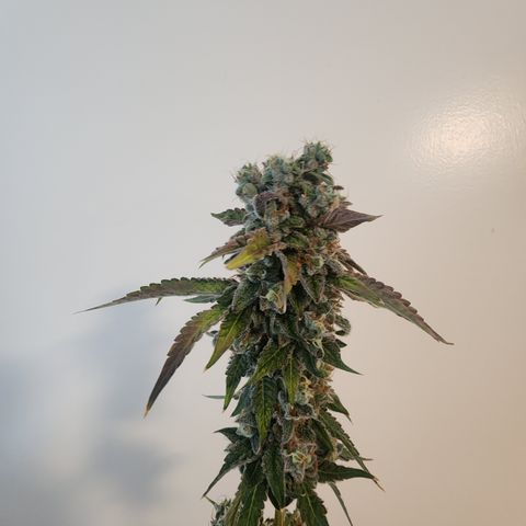 CopyCat Genetics: Peachy Queen S1 growlog timeline photo