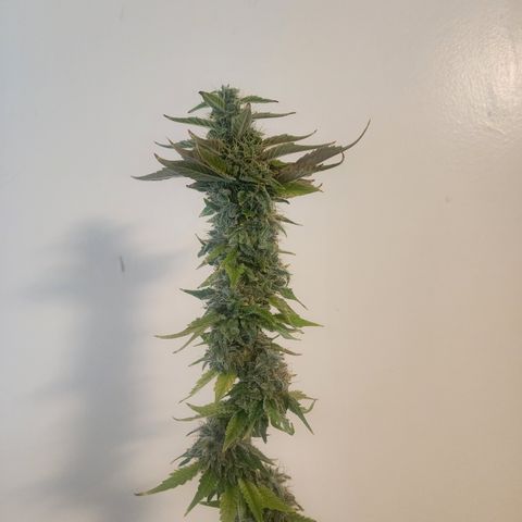 CopyCat Genetics: Peachy Queen S1 growlog timeline photo