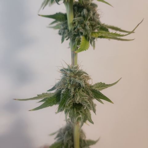 CopyCat Genetics: Peachy Queen S1 growlog timeline photo