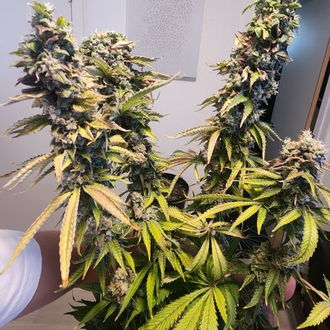 Copycat Genetics: Blueberry Pancakes growlog timeline photo