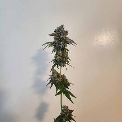 Copycat Genetics: Blueberry Pancakes growlog timeline photo