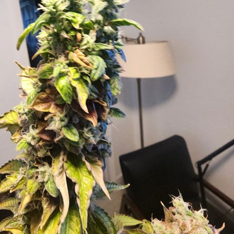 Copycat Genetics: Blueberry Pancakes growlog timeline photo