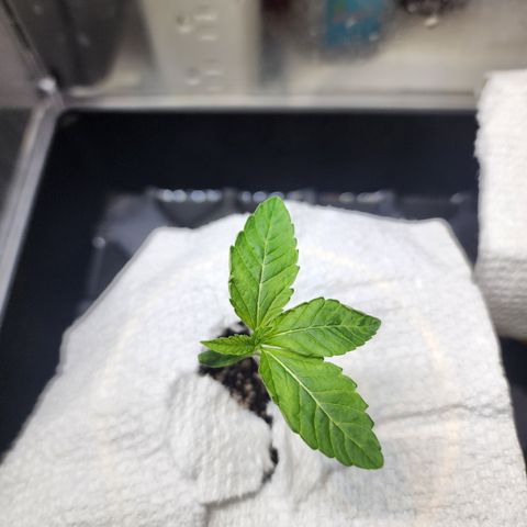 Jedi Juice growlog timeline photo