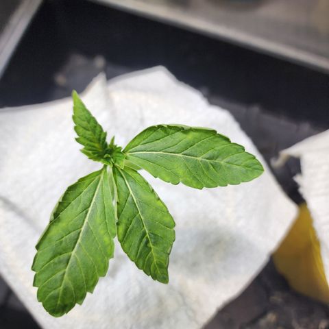 Jedi Juice growlog timeline photo