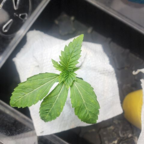 Jedi Juice growlog timeline photo