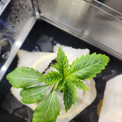 Jedi Juice growlog timeline photo