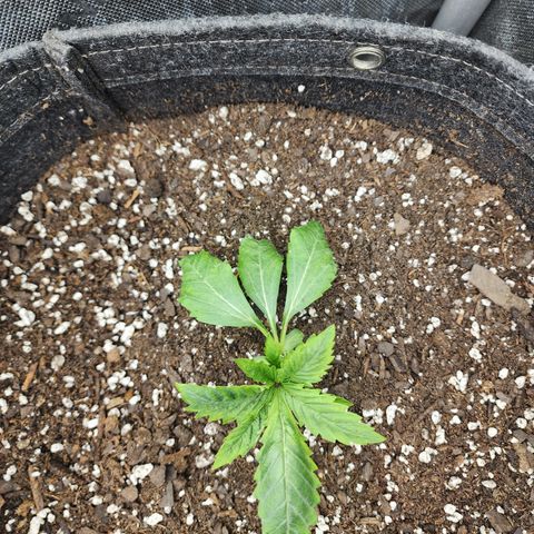 Jedi Juice growlog timeline photo
