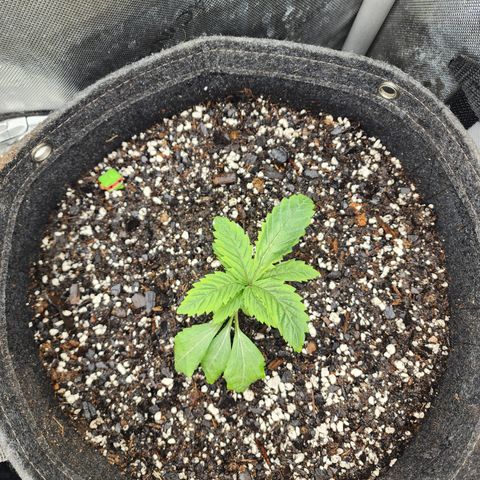 Jedi Juice growlog timeline photo
