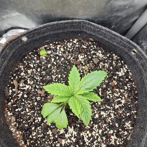 Jedi Juice growlog timeline photo