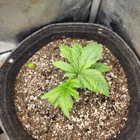 Jedi Juice growlog timeline photo