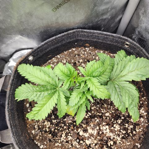 Jedi Juice growlog timeline photo