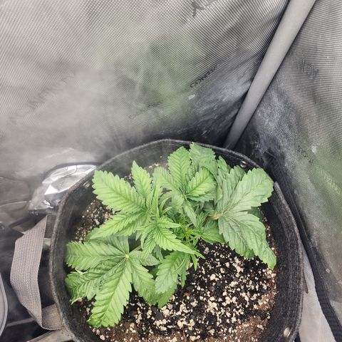 Jedi Juice growlog timeline photo