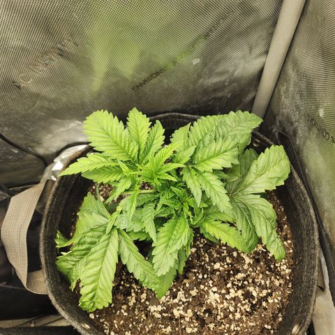 Jedi Juice growlog timeline photo