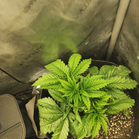 Jedi Juice growlog timeline photo