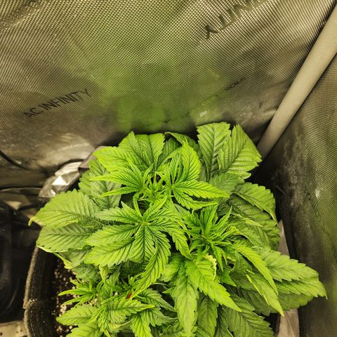 Jedi Juice growlog timeline photo