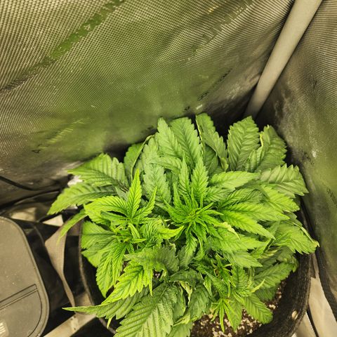 Jedi Juice growlog timeline photo