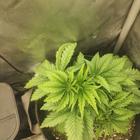 Jedi Juice growlog timeline photo