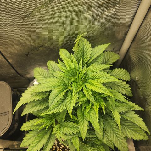 Jedi Juice growlog timeline photo