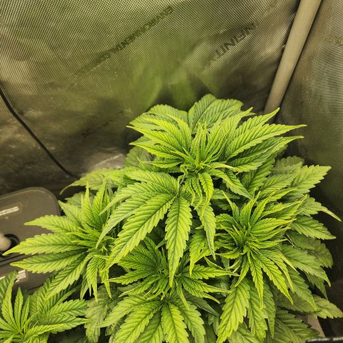Jedi Juice growlog timeline photo