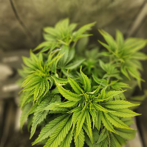Jedi Juice growlog timeline photo