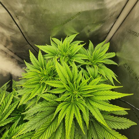 Jedi Juice growlog timeline photo