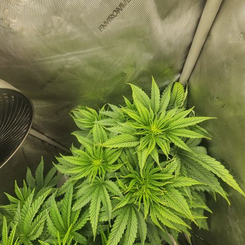Jedi Juice growlog timeline photo