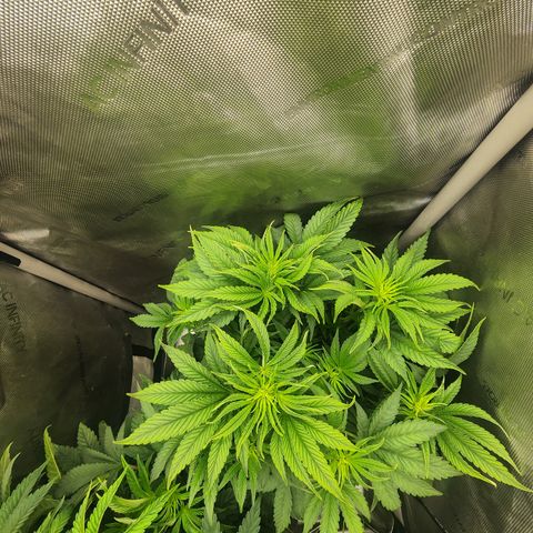 Jedi Juice growlog timeline photo