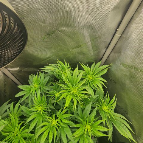 Jedi Juice growlog timeline photo