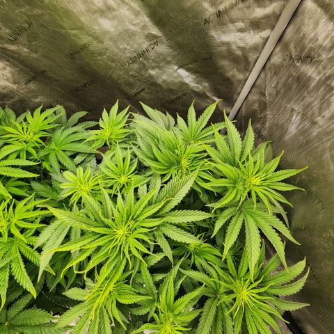 Jedi Juice growlog timeline photo