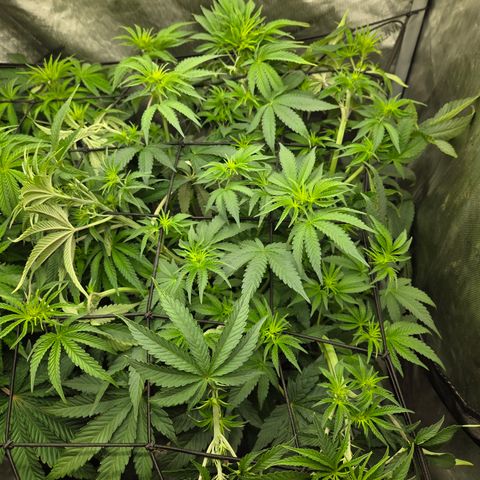Jedi Juice growlog timeline photo